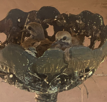 May 12 - Carport dove babies ready to fledge.